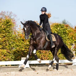 Bandages Equestrian Stockholm Golden Brass Goud-zwart -Paardenbenodigdheden Winkel bandages equestrian stockholm golden brass goud zwart 1500x1500 153042