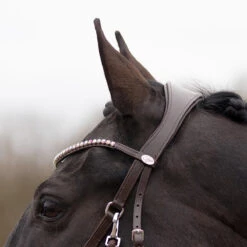 Bitloos Hoofdstel QHP Sunna Donkerbruin -Paardenbenodigdheden Winkel bitloos hoofdstel qhp sunna donkerbruin 1500x1500 169597