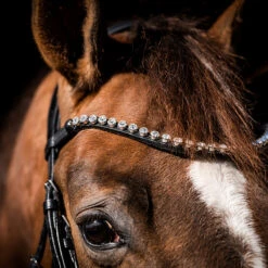 Hoofdstel HB Special Guy Zwart 11 Hoofdstel HB Special Guy Zwart -Paardenbenodigdheden Winkel hoofdstel hb special guy zwart 1500x1500 146331