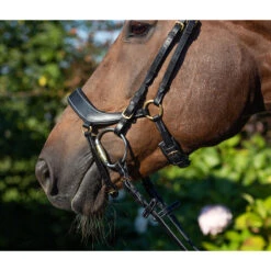 Hoofdstel QHP Devi Zwart 11 Hoofdstel QHP Devi Zwart -Paardenbenodigdheden Winkel hoofdstel qhp devi zwart 1500x1500 121949