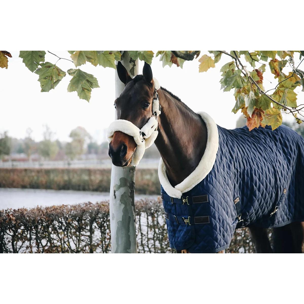 Showdeken Kentucky 160gr Donkerblauw 4 Showdeken Kentucky 160gr Donkerblauw - Afbeelding 2