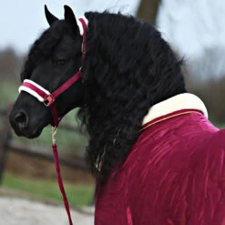 Staldeken Friesian Horse By Horsegear 160gr Donkerrood 11 Staldeken Friesian Horse By Horsegear 160gr Donkerrood -Paardenbenodigdheden Winkel staldeken friesian horse by horsegear 160gr donkerrood 1500x1500 173352