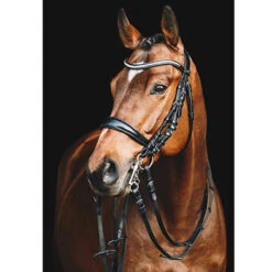 Stang En Trens Schockemöhle Equitus Gamma Zwart -Paardenbenodigdheden Winkel stang en trens schockemohle equitus gamma zwart 1500x1500 118189