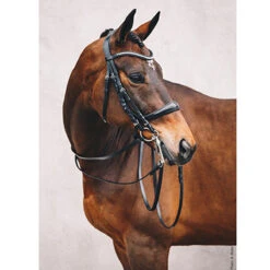 Stang En Trens Schockemöhle Equitus Gamma Zwart -Paardenbenodigdheden Winkel stang en trens schockemohle equitus gamma zwart 1500x1500 118190